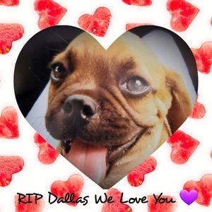 Meet your Posher, Alice